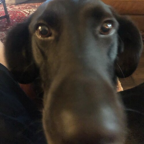 Always Trumper ❤️❤️🇺🇸🇺🇸🇺🇸🇺🇸🇺🇸🇺🇸 #WWG1WGA❤️❤️