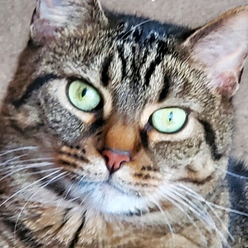 True Patriot. Constitution lover.