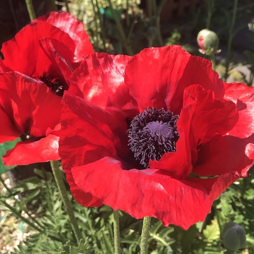 Military wife ..fighting in God’s Army .. so dont tread on me 🐸🏴󠁧󠁢󠁳󠁣󠁴󠁿🐸🏴󠁧󠁢󠁳󠁣󠁴󠁿🐸🏴󠁧󠁢󠁳󠁣󠁴󠁿🐸🙏🏻