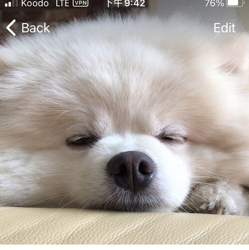 灭共！新中国联邦人#NFSC