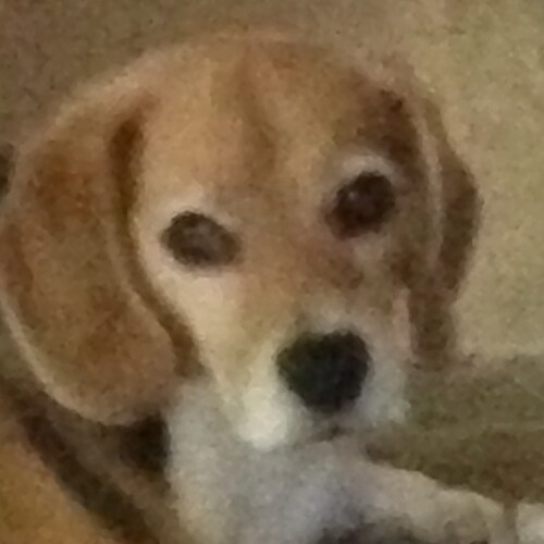 Mom, wife, Cub fan, horsewoman, conservative. Iowa girl at heart. Go Hawkeyes, and Roll Tide! Retweeted by POTUS (the re...