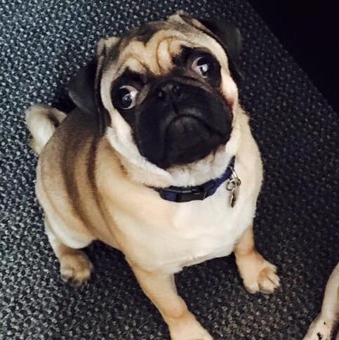 Drawn into investing in heavily shorted stocks