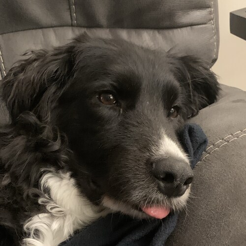 I’m a patriot freedom loving SOB! Oh I love my dog too