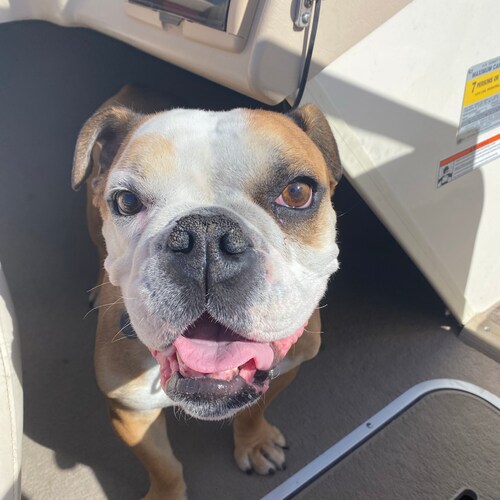 Prounouns: Dog/Dawg/Dogg