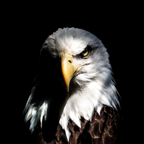 Conservative Christian American Patriot