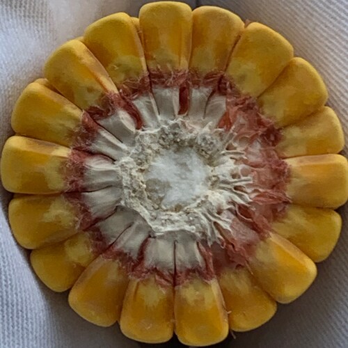 The Human race should be ashamed because of the hate we sling at each other.