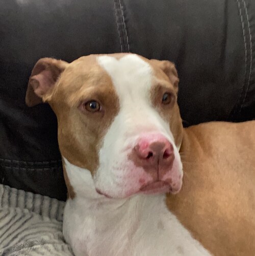 Just trying to enjoy life. I’m a nobody except to my dogs and cats.
MAGA