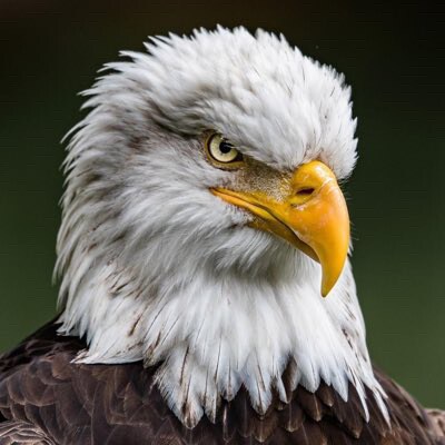 Save America. America First. 1A, 2A, Constitution. Law and order. Liberty and justice for all. Family is everything.