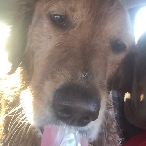 Visit Roy4America's profile on GETTR. View their posts, photos, videos, and connect with them on the social platform.