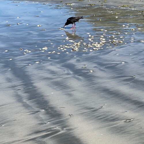 Kiwi conservative female. Biz Owner - Freedom Thinker. I follow back. News from New Zealand 🇳🇿 ❌ 🍊 🚛 🇺🇸
Kia Kaha ...