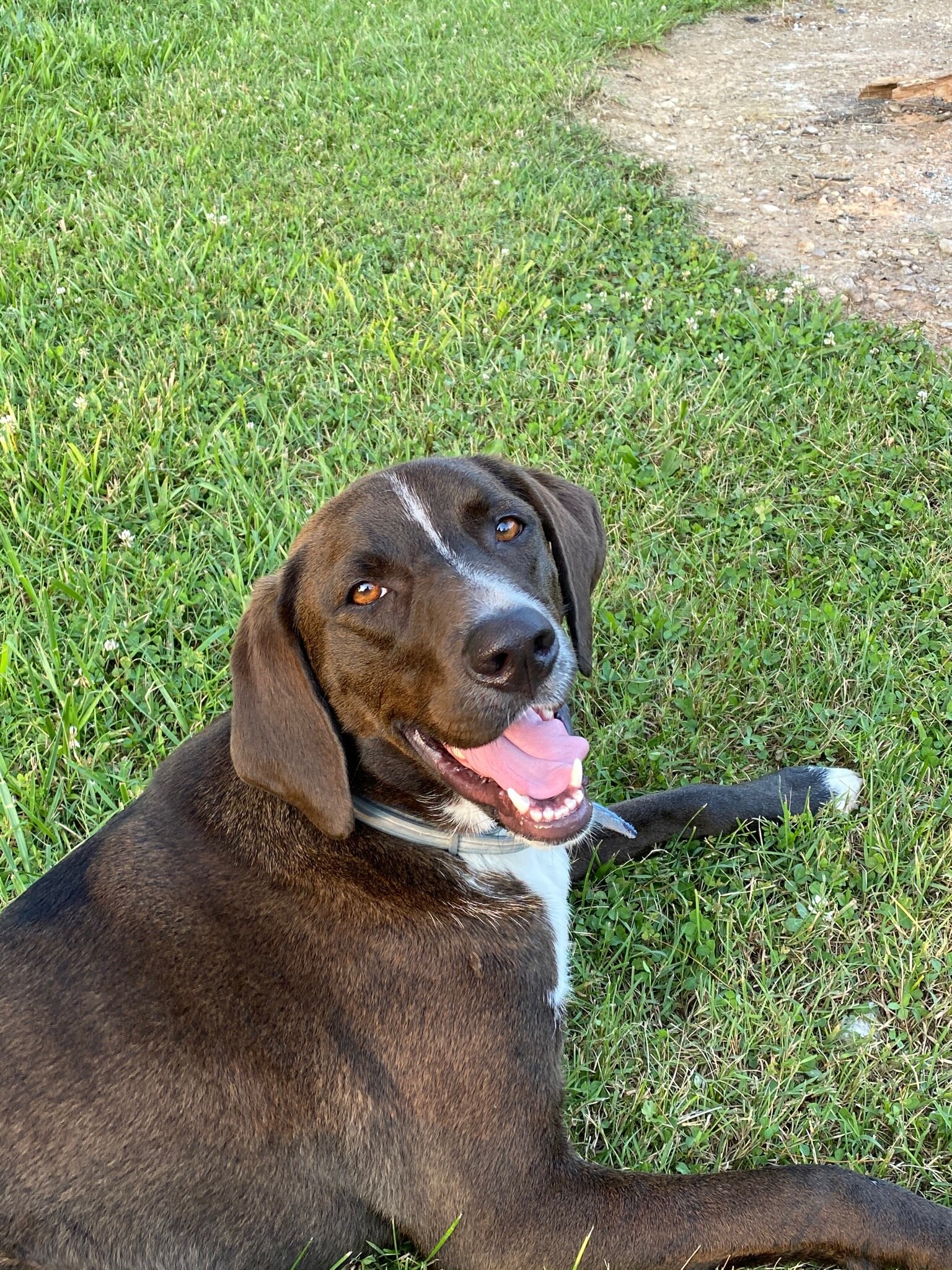 I would enjoy some followers. Can y’all hook a girl up? Here is picture of Boomer 