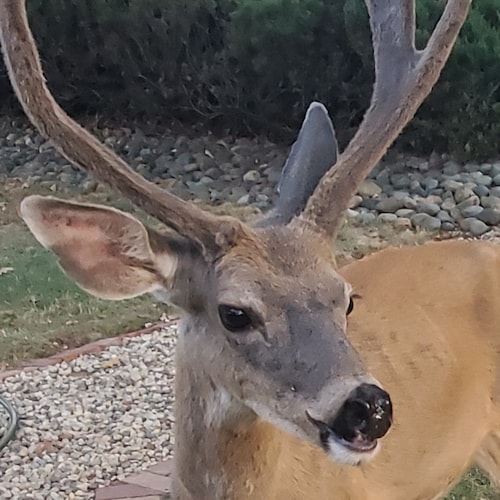Homeschooling Mom, ER Nurse, Center Right, Wanting to leave CA