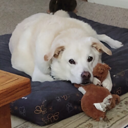 For God and Country. Patriot, mother, defender of the 2nd amendment. Jesus Christ is my savior.