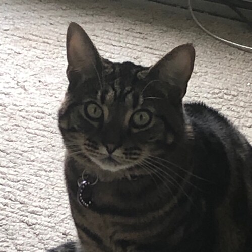 Born & raised in Virginia. Worn out. Burned out. Still fighting. devoted Servant of Miss Kitty. The cat with an original name.