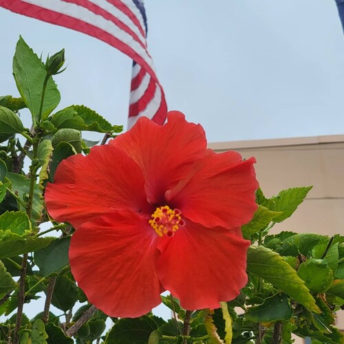 American. Latina. Veteran. Speaker of truths. I believe in Liberty & Freedom. 🇺🇸🇵🇷