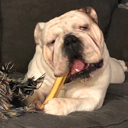 A fair minded conservative who loves her country and supports the police and veterans!  Bulldog mom living on the Chesapeake