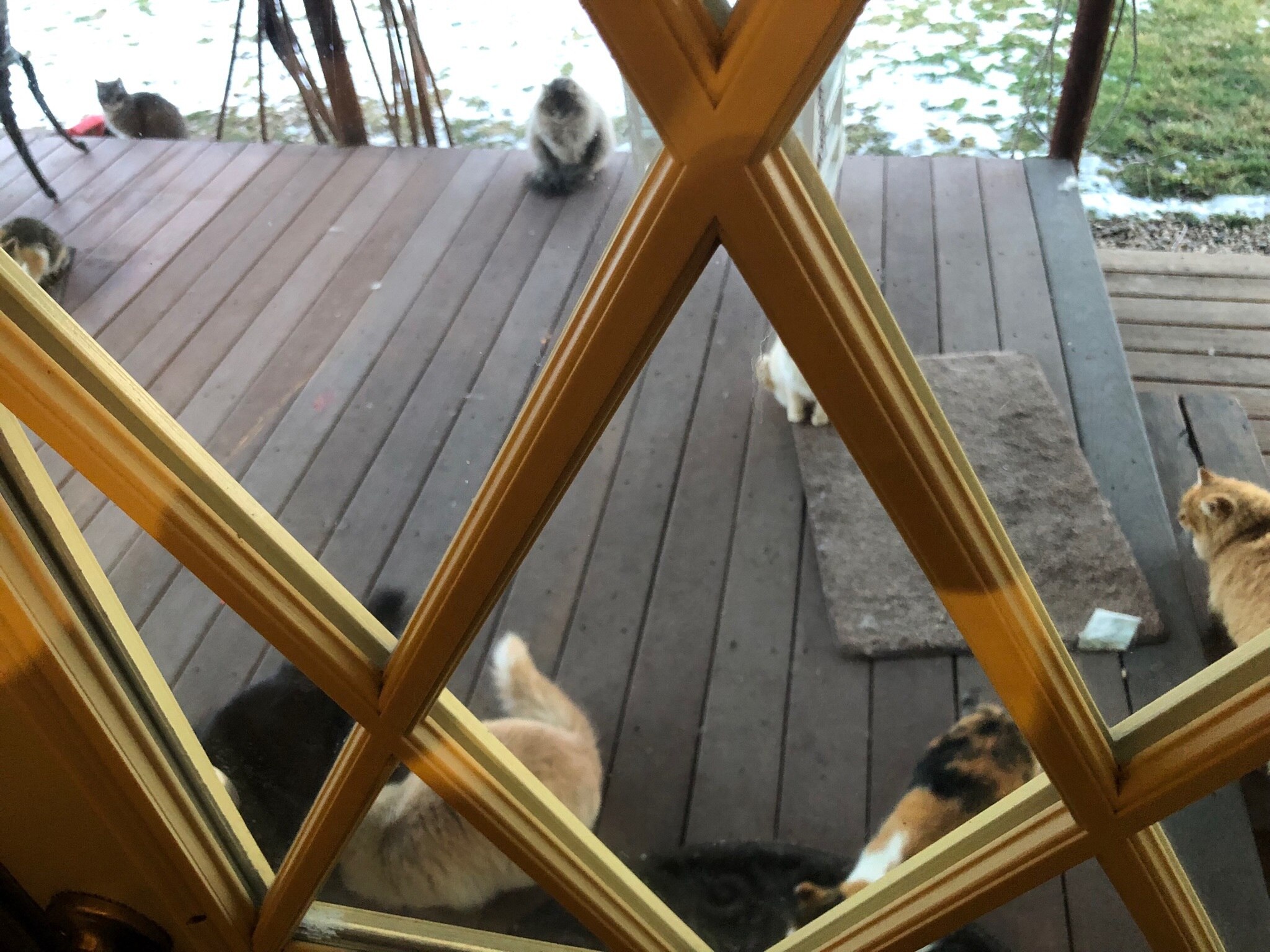 When it’s cold this is my back porch - they take care of pests all summer so I take care of them all...