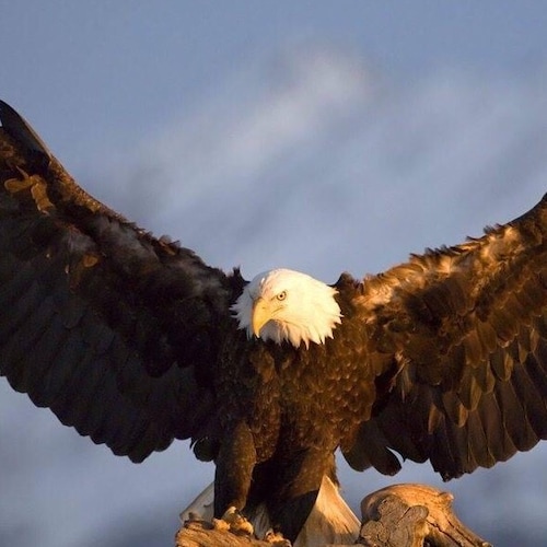 Visit fasame's profile on GETTR. View their posts, photos, videos, and connect with them on the social platform.