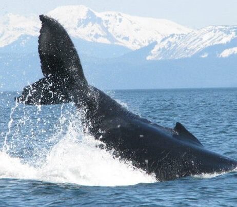 Baby Humpback 