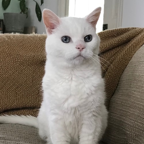 Visit MetrocaT's profile on GETTR. View their posts, photos, videos, and connect with them on the social platform.