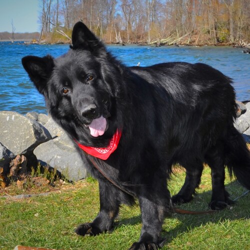 German Shepherd Dog #GSD, 13yrs old. Love Mtn. Biking, Hiking & a Good Quality Stick. #Trump2024 #MAGA #MAGA2024