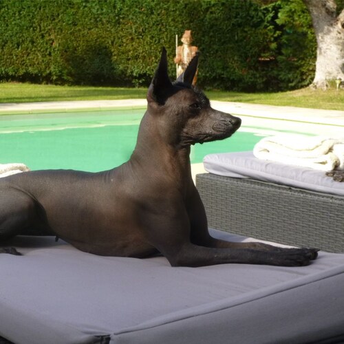 Visit xolo_du_mictlan's profile on GETTR. View their posts, photos, videos, and connect with them on the social platform.