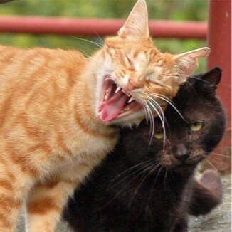 My pronouns are FUCK THAT STUPID NOISE