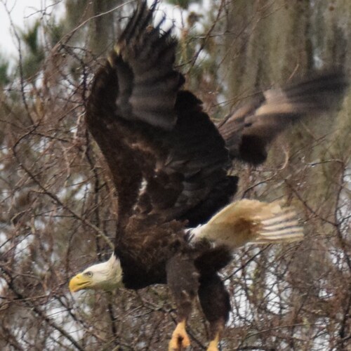 I Live in the Great State of Florida and supports the 45th and 47th President of the United States.