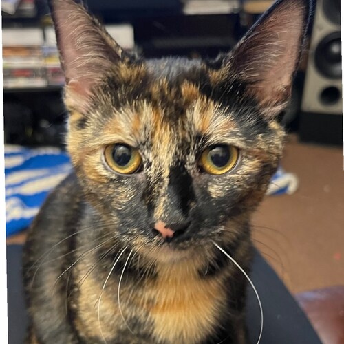 “Stalking the lost with the Word of God through music”, Follower of Him, Husband of 1, Dad of 3, Cat Daddy, BBQ & vinyl ...