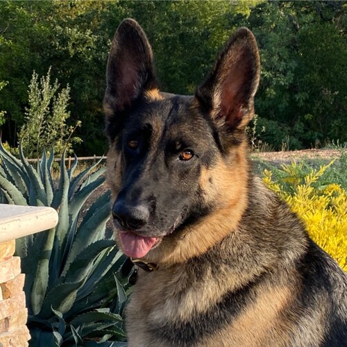 Conservative Mom, Grandmom--and Mom to two German Shepherds who have her well-trained.