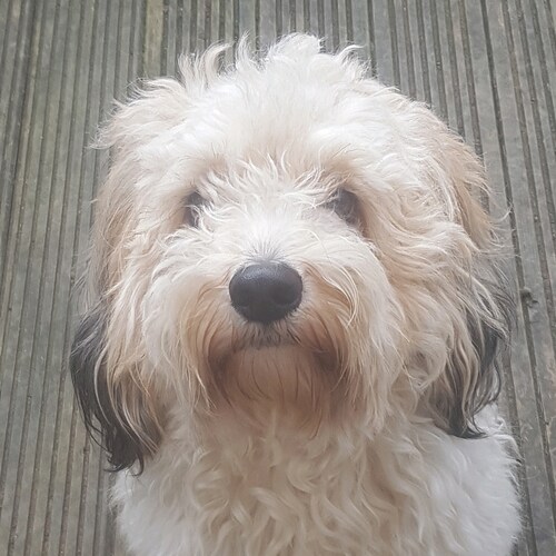 Mum of four living in UK.  Wish Trump was my President