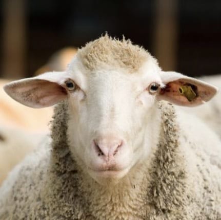 Visit TwoGeese_Flying's profile on GETTR. View their posts, photos, videos, and connect with them on the social platform.