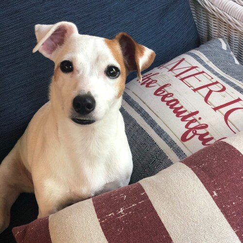 Constant defender of this beautiful nation. COO of Red Hats America.