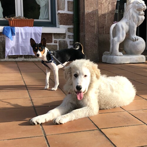 🇨🇴🇻🇪🇪🇸🇵🇹🇬🇧🐸   #EarthlingPatrioticAlliance #AllEarthlingLivesMatter #MakeLawLawfulAgain #MakeHealthHealthyAgai...