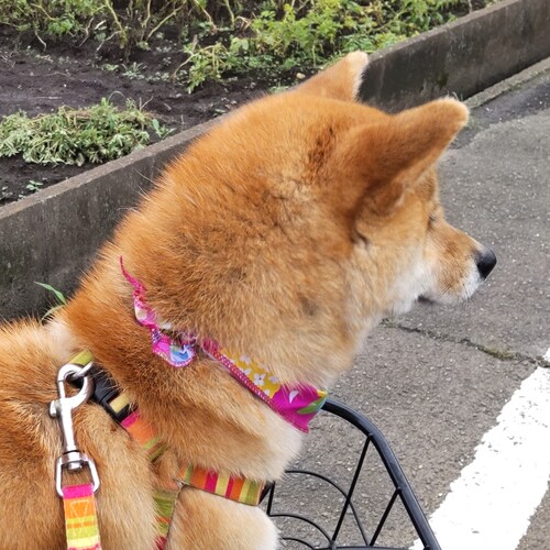 Visit べーこん's profile on GETTR. View their posts, photos, videos, and connect with them on the social platform.