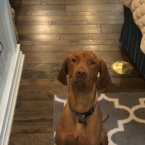 Vizsla trapped in CA.