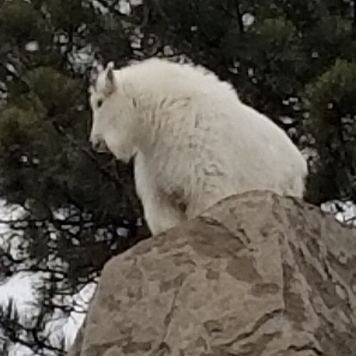 Classical liberal fighting 4 liberty against big govt and big tech