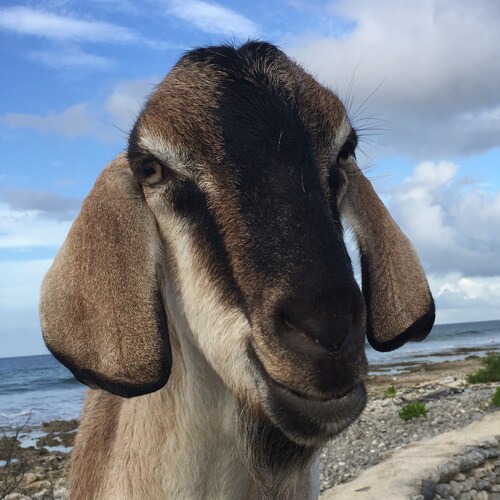 Wife, Goat momma, Patriot, forever Trump supporter, 45 Cult member, Bannon deplorable, trust natural immunity & no jab, permanently banned on Facebook & Twitter