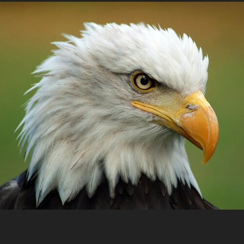 Avoid the jab! Stay pure! Abortion is murder. Joe Biden is the worst President ever.