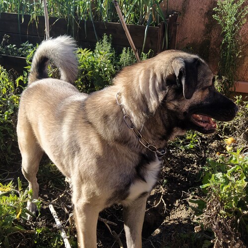 patriot# unvaccinated#Northern Greece sales manager for private company homesteading for family