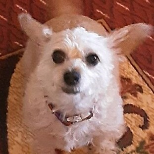 🍊Retired to our beautiful West Texas desert property. We enjoy our six dogs and living free. May God bless America and may Liberty endure.🍊