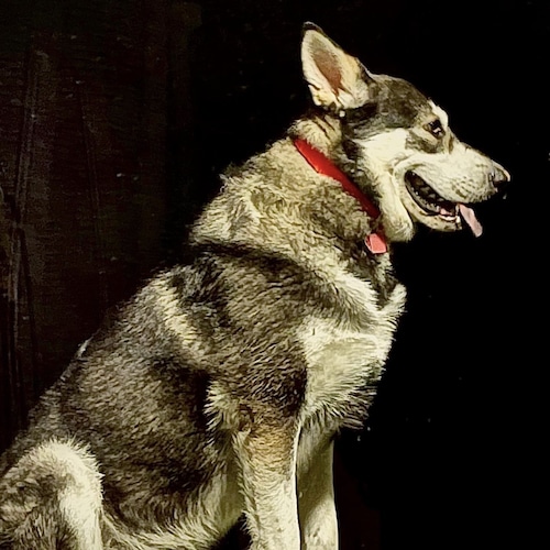 American Patriot Don’t Tread On Me•My Dog is a Wolf… don’t tread on him either.