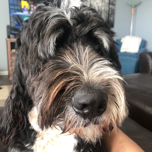 Mom, SO, Dog mom, RN, pro-gun, pro-police, pro-freedom, drain the swamp, #MAGA, #Trump, #LetsGoBrandon