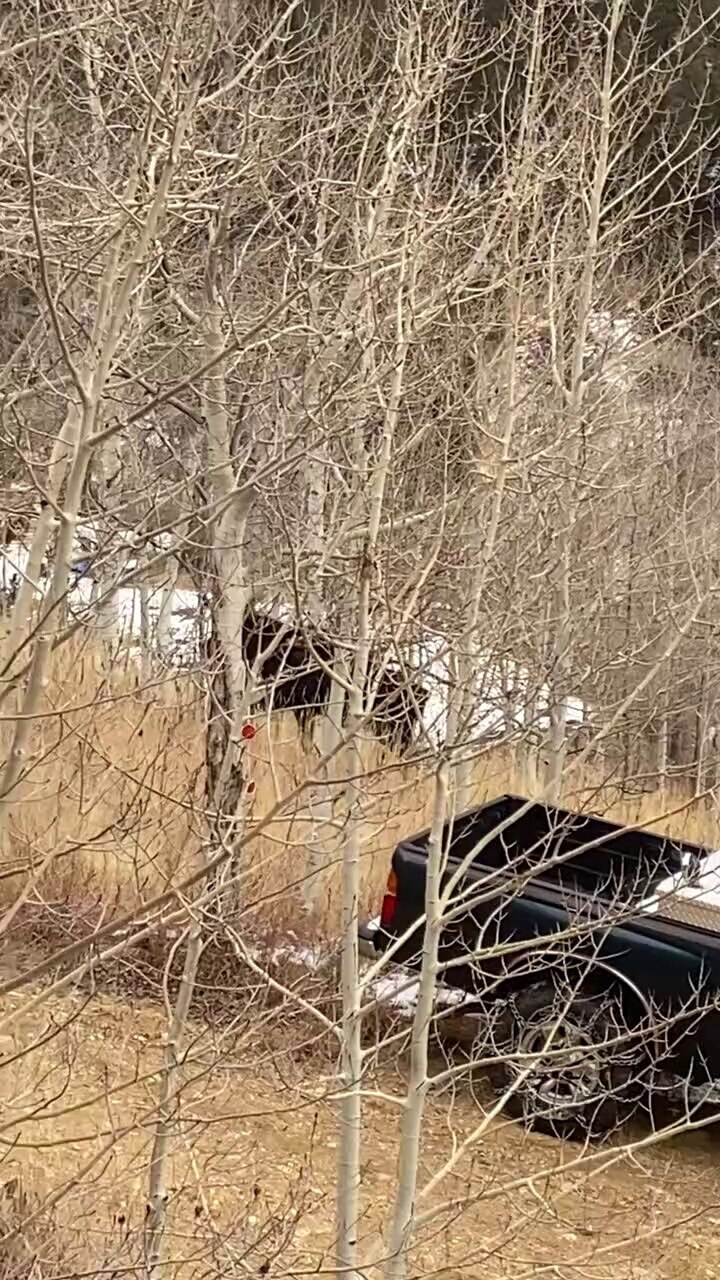  Bullwinkle wandered buy this morning  

