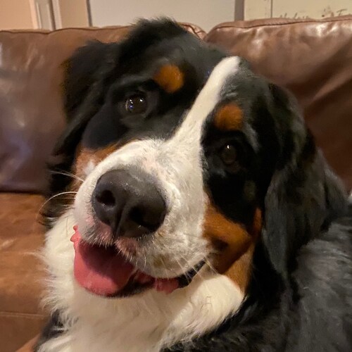 Just here to see if free speech still exists.