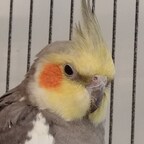 Karen_Cas