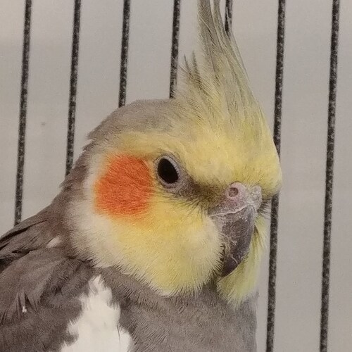 Christian conservative bird lover