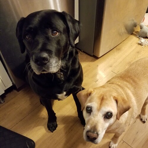 Married mother of adult children who fosters dog for a lab rescue