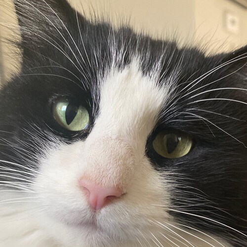 Christian conservative-Who loves God, country family and chickens.