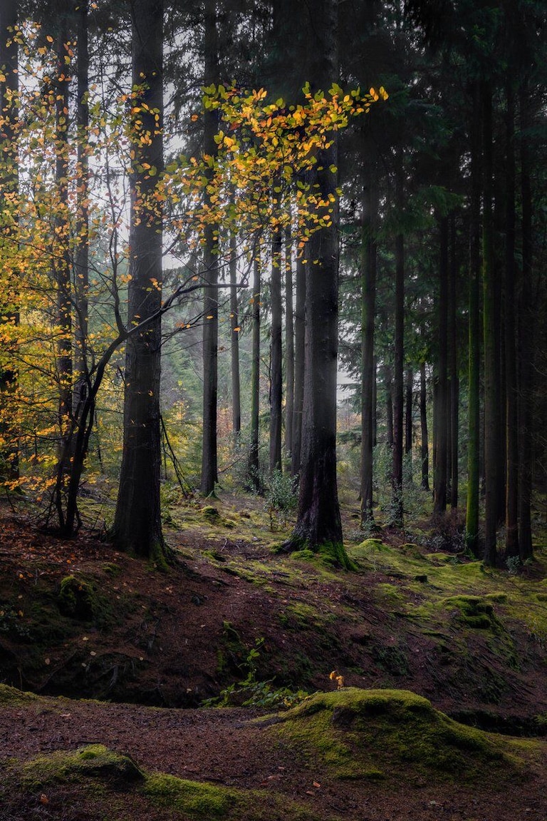 “And though the forest was shrinking, the trees kept voting for the axe, for the axe was clever and convinced the trees that since his handle was made of w